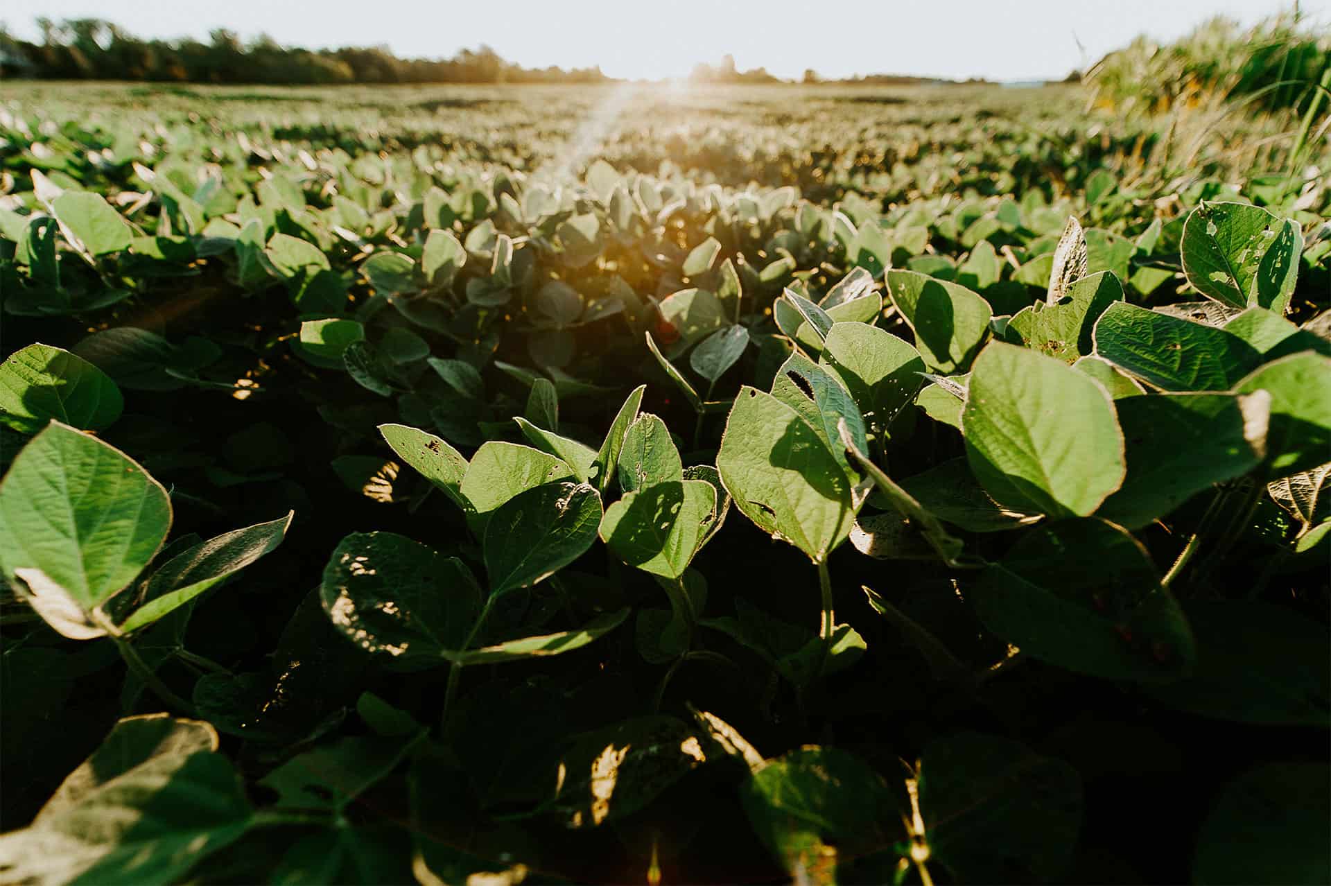 soybean field